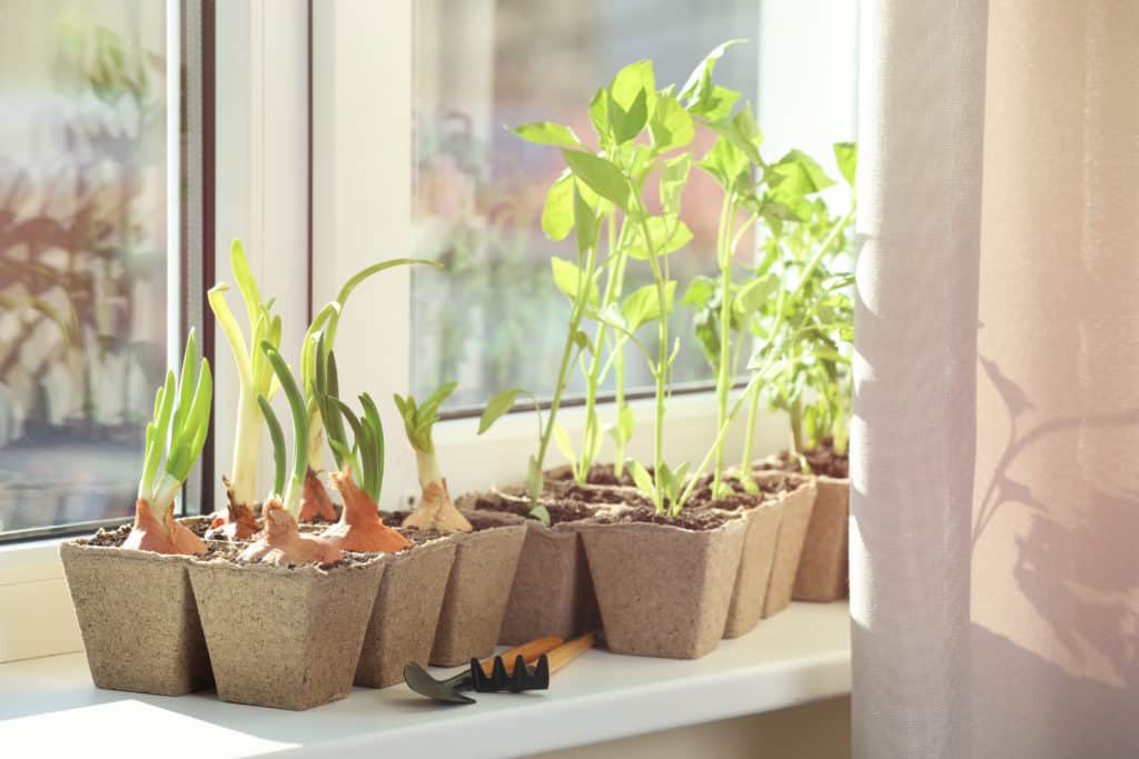 Start growing your own food simply by seeding vegetables on your windowsill