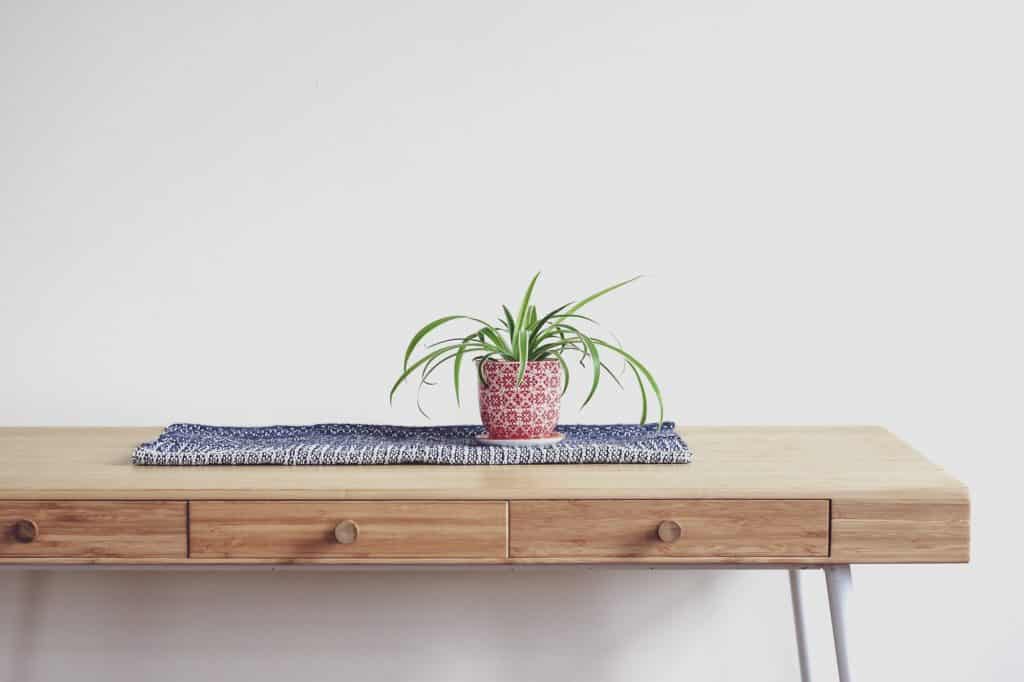 Spider plants are easy low-maintenance indoor houseplants that are easy to decorate with