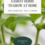 6 of the easiest herbs to grow in a home garden