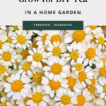 9 flowers and herbs to grow for diy tea