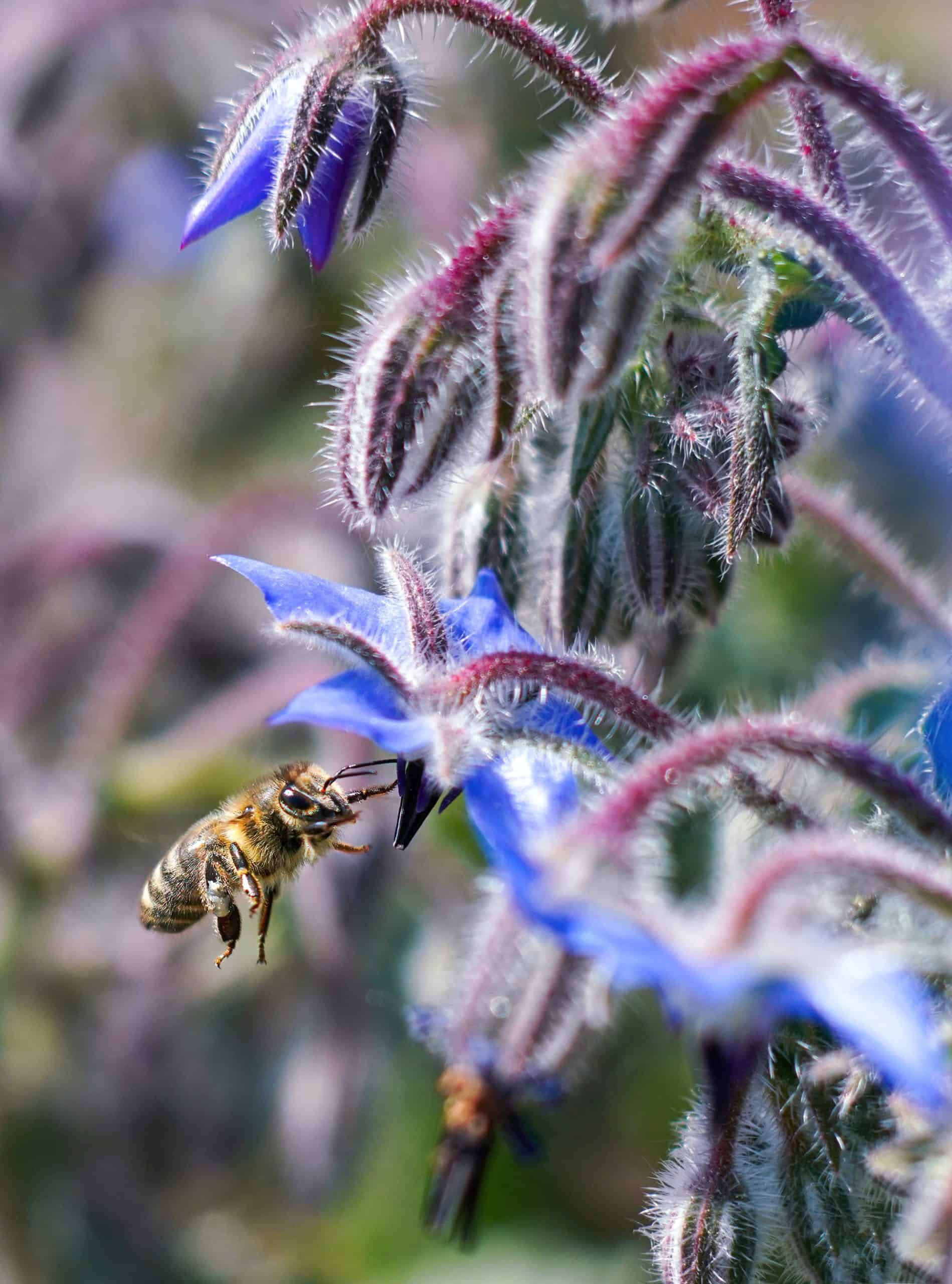 Bee attracted to borage flowers