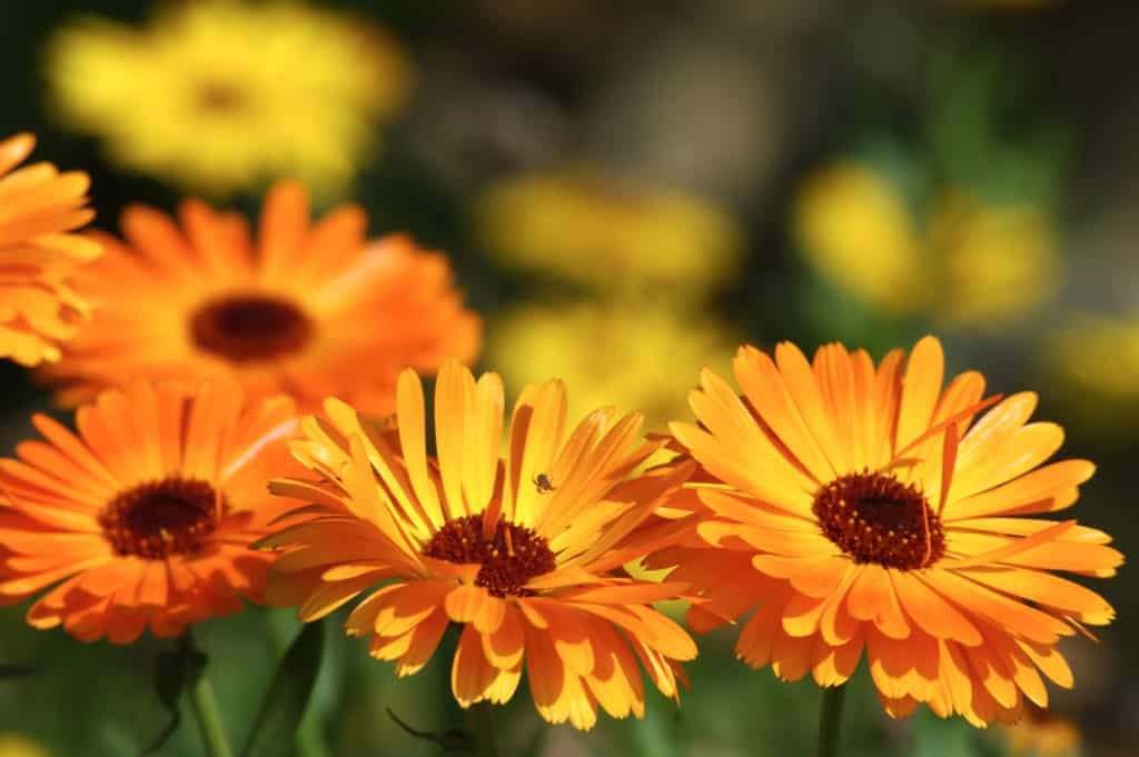 Calendula blooms are very pollinator friendly