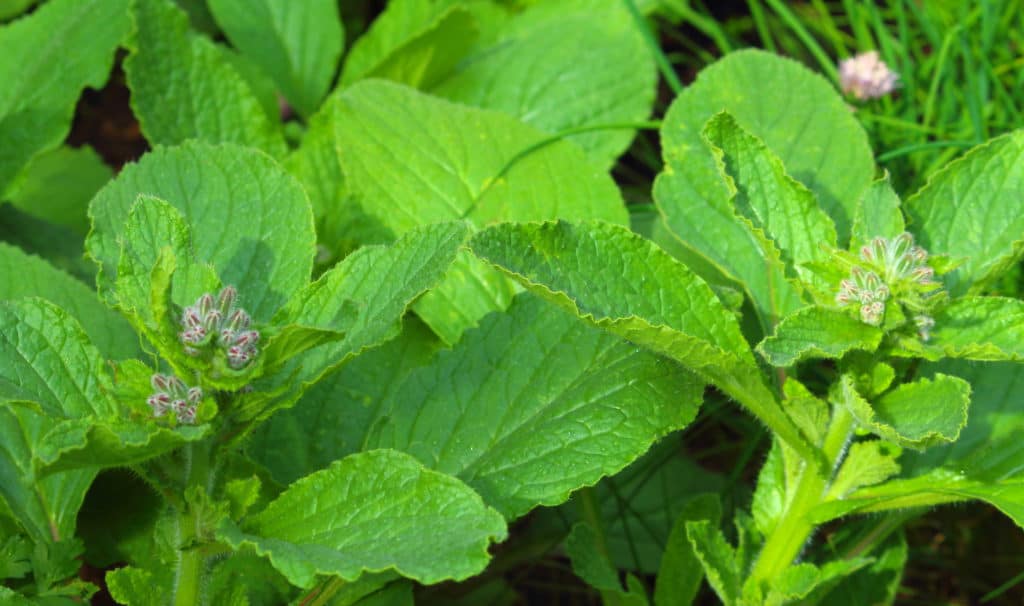 Close-up of young leaves on borage plants
