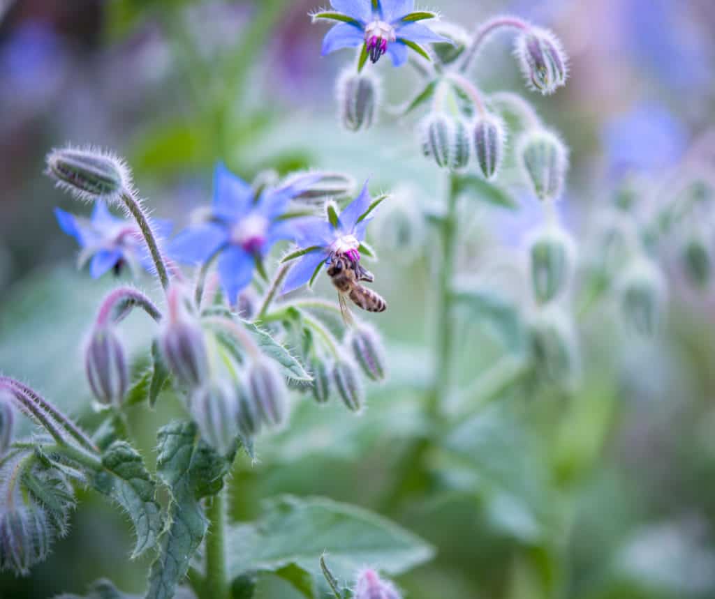 A bee feeding on a borage flower: One of the top reasons to grow borage is to feed the pollinators