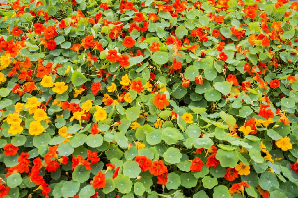 Nasturtium being used as a groundcover