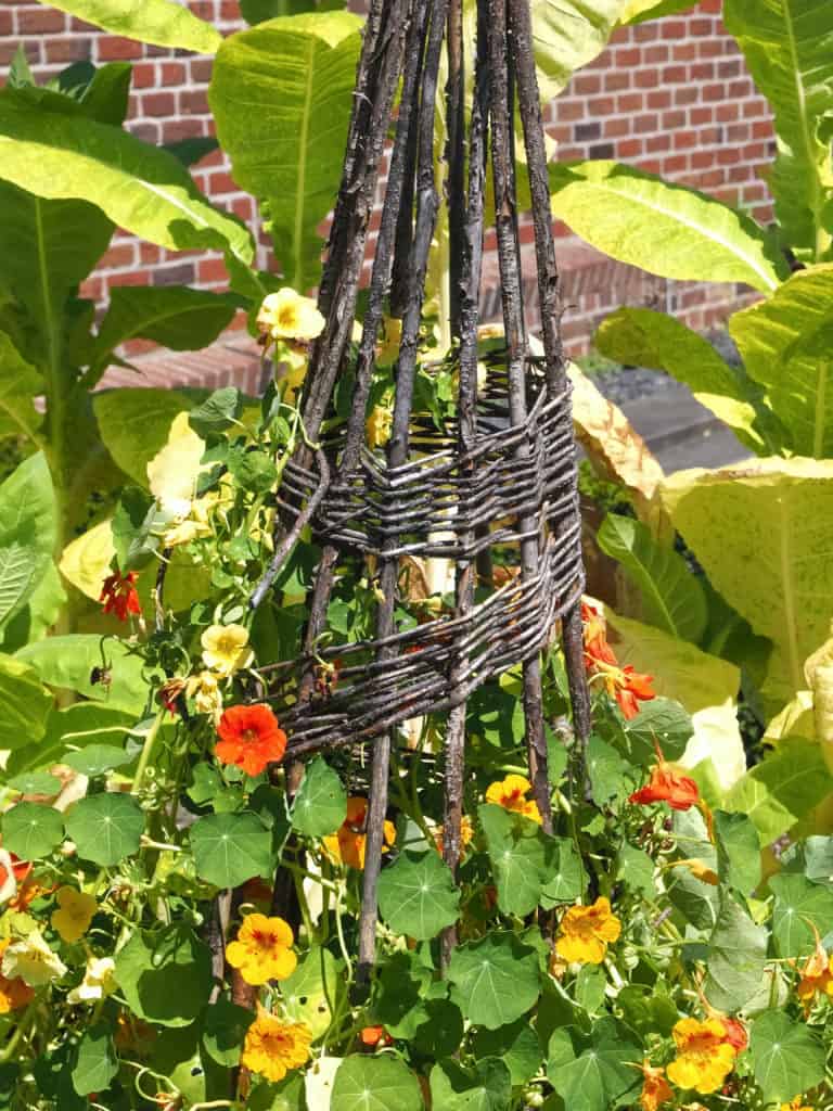 Nasturtiums growing up a homemade trellis made with sticks