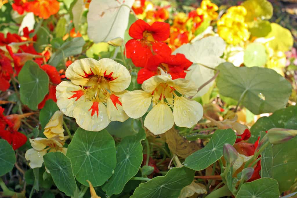 Why grow nasturtiums? Mix of white and red nasturtium flowers