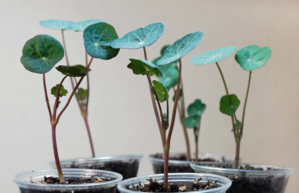 Nasturtium seedlings growing in cups