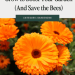 Super pollinator plants to grow to boost your garden and save the bees