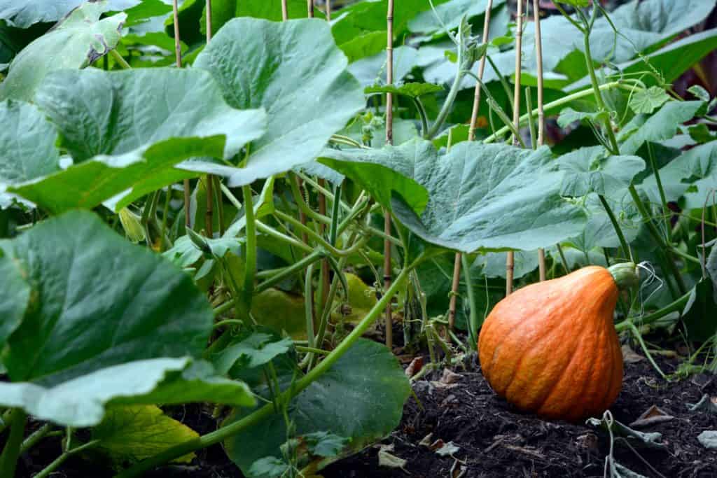 An orange pumpkin squash growing in a fall garden