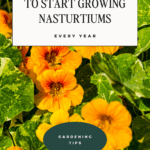 Reasons to start growing nasturtiums