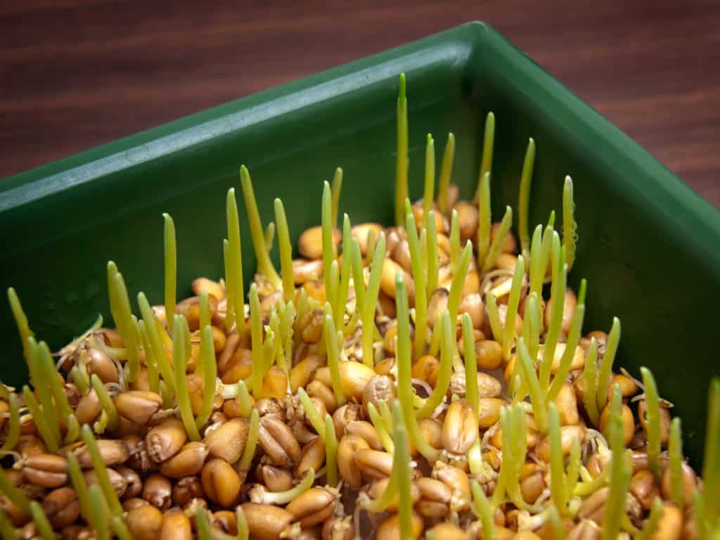 Wheatgrass sprouts growing in a tray