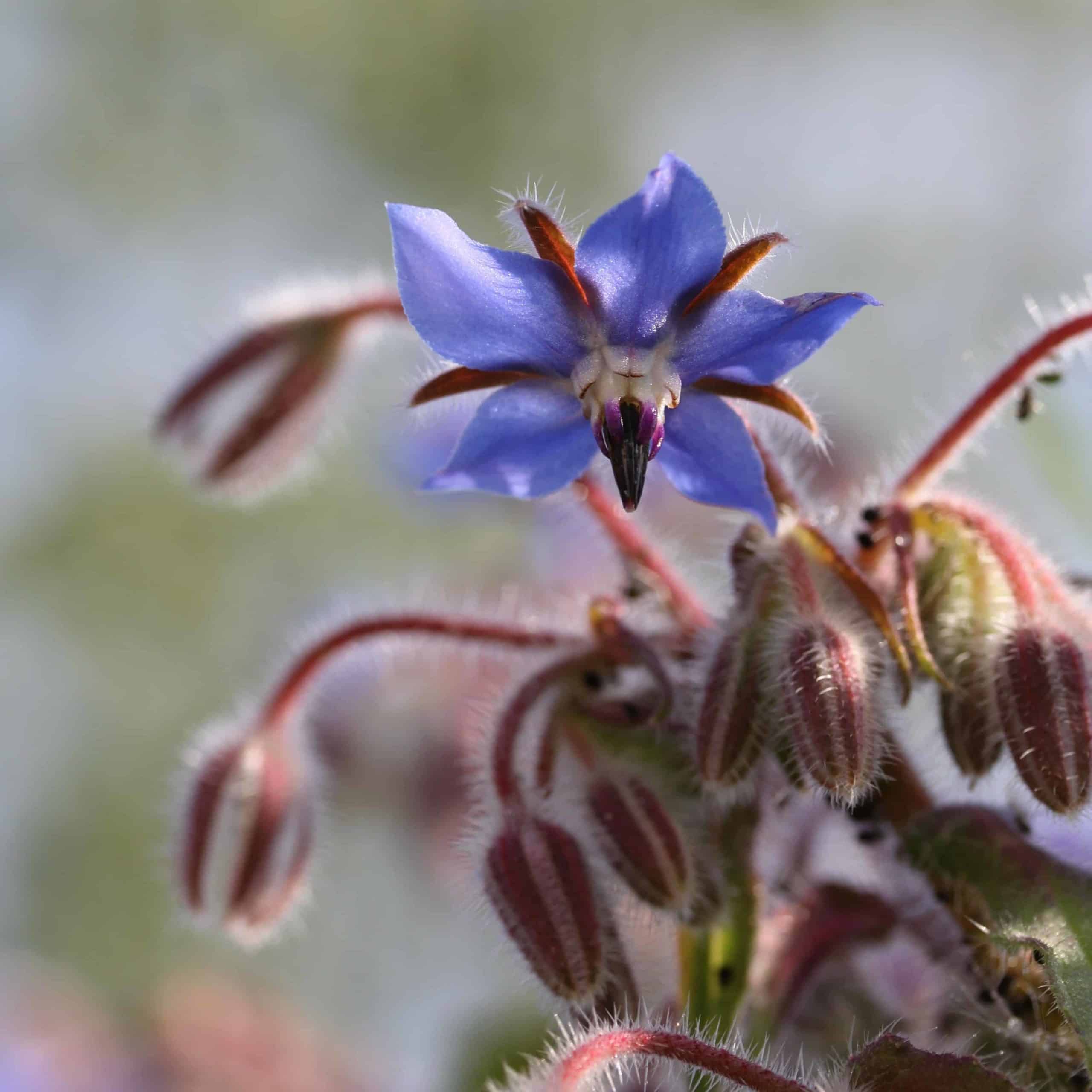 Close up of a blue borage flower