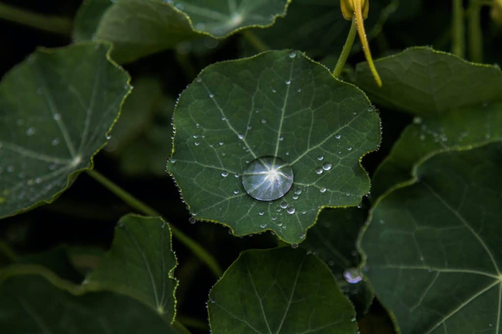 Closeup of nasturtium leaves with water droplets on them